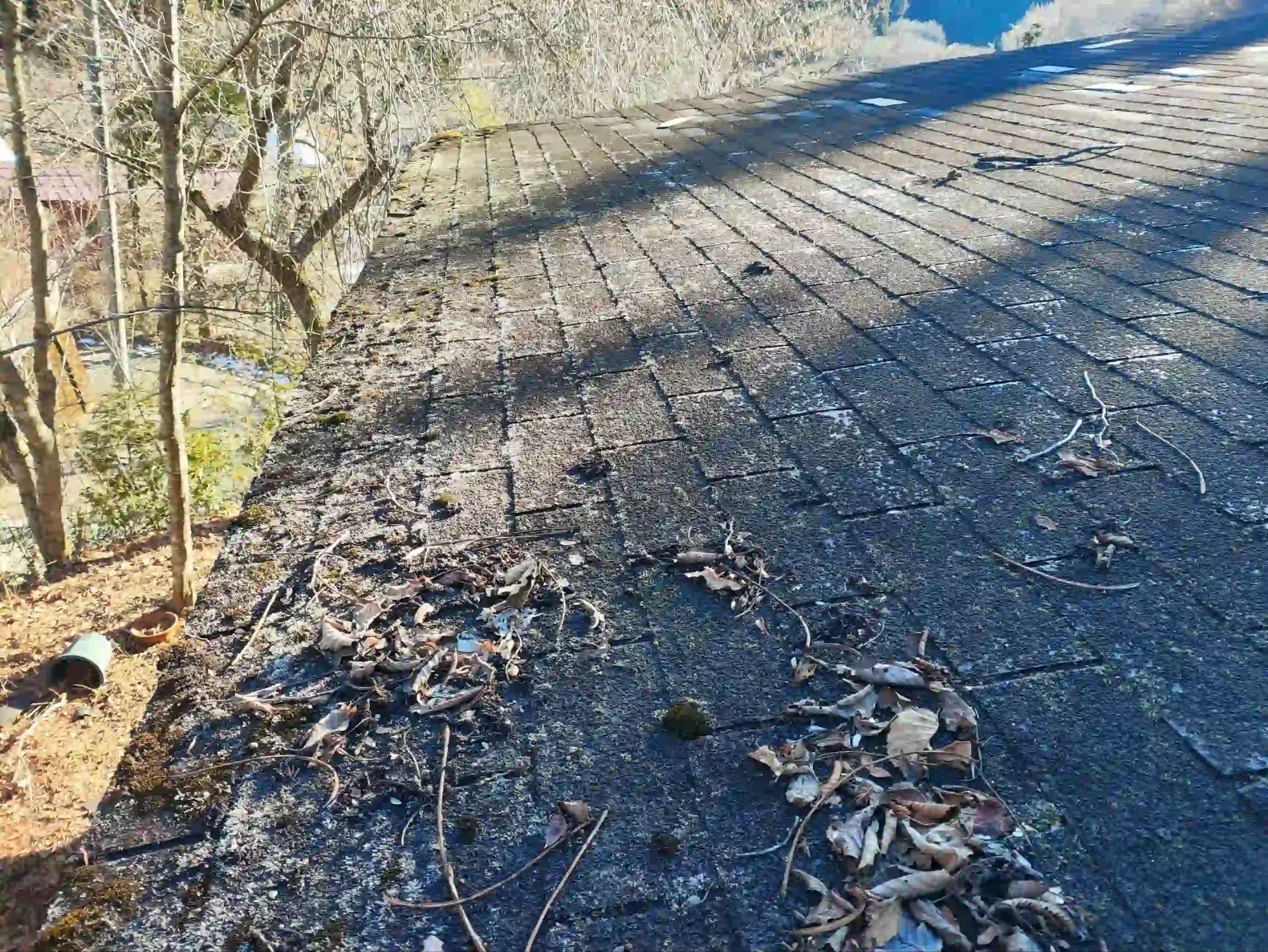 苔、カビ、落ち葉が堆積した屋根